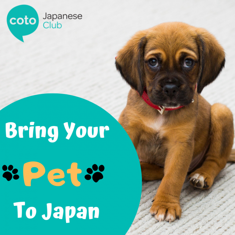 8 Steps to Take Before Bringing Your Pet to Japan Coto Japanese Club